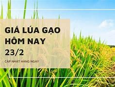 Giá Lúa Giống 2023